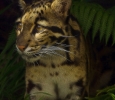 Clouded Leopard