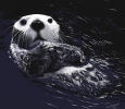 Otter - Digital Painting