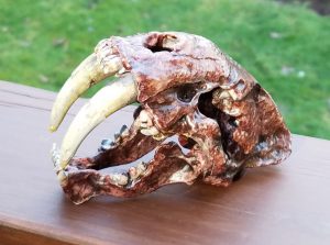 SaberToothSkull_01