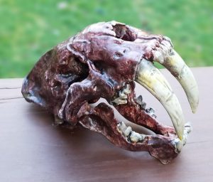 SaberToothSkull_02