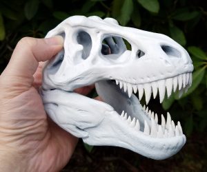 TRex_Skull_01